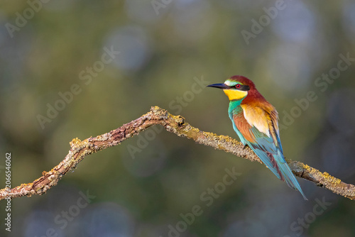 A high-quality, exceptionally sharp wildlife photograph of an adult European Bee-eater (Merops apiaster) perched on a dry, crooked branch covered in fine yellow lichen. 