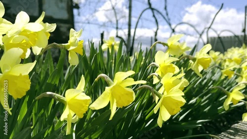 Blossom of daffodils in spring, horizontal video	