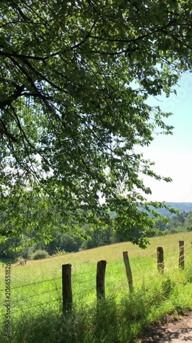 Idyllic rural forest countryside landscape with wooden fence poles and trees with green lush foliage, natural wilderness on a sunny day in Westerwald in Germany Europe vertical video