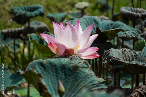 Delicate pink lotus flower blooms amidst lush green lily pads in a serene pond