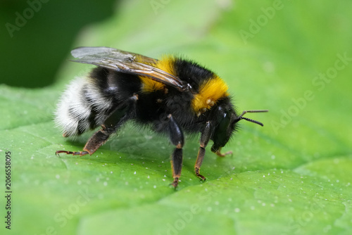 Closeup on a large garden bumblebee, Bombus hortorum resting on a green leaf