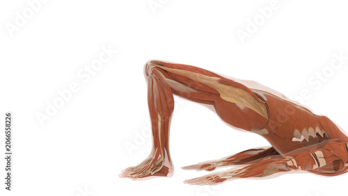 Schilderij op canvas Close Up Myology Check Documenting Gluteus Maximus Contractions