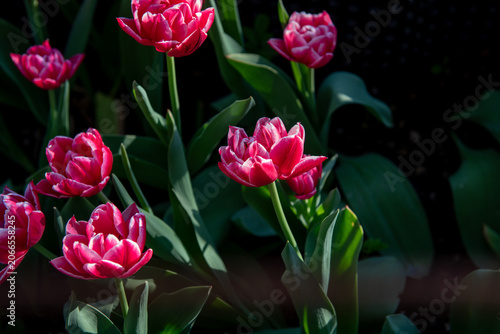 pink tulips blooming in bright sunlight with vivid contrast