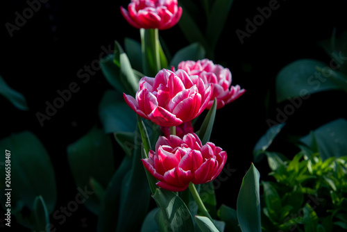 pink tulips blooming in bright sunlight with vivid contrast