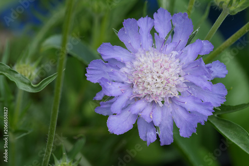 Canvas-taulu Closeup on the lightblue flowering Caucasian pincushion scabious flower, Lomelos