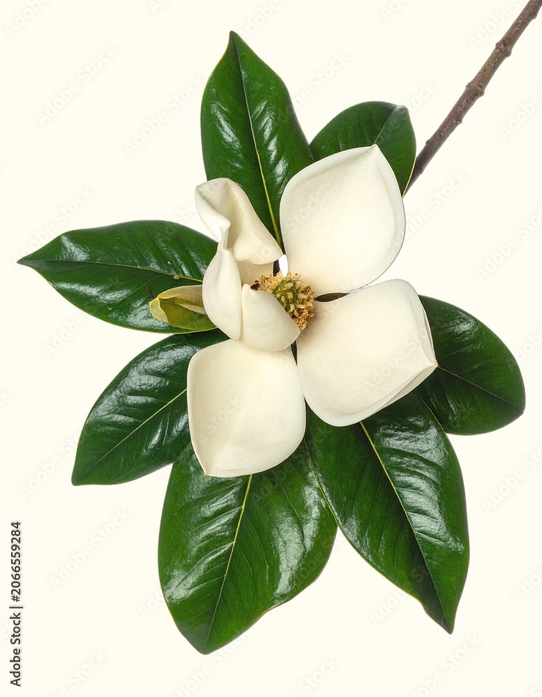 Naklejka premium Large creamy-white magnolia flower and glossy green leaves isolated on white background, iconic southern tree botanical photography