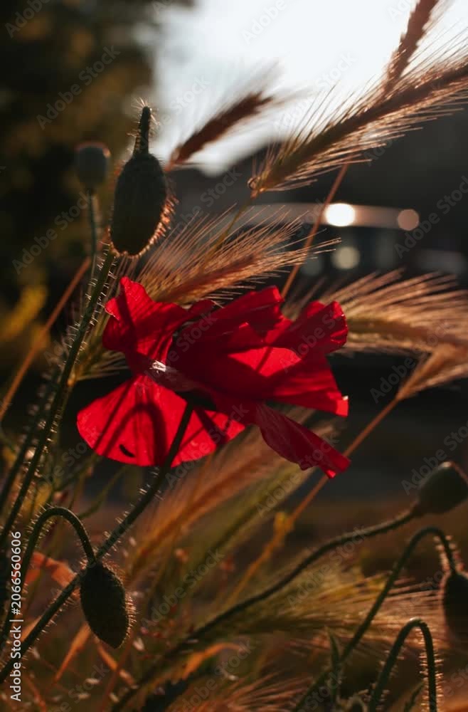 Red poppies at sunset in the wheat ears Відео Stock | Adobe Stock