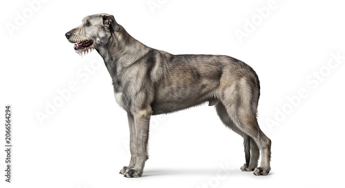 Full-body profile of a majestic Irish Wolfhound standing alert on a white background, showcasing its wiry grey coat and muscular build.