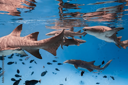 Fotografija Nurse sharks gliding through crystal clear Maldives waters with surface reflecti