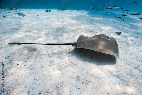 Fotografia Stingray gliding sideways over white sand in turquoise tropical waters