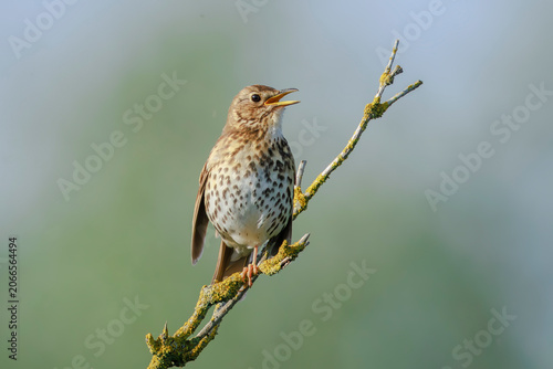 Closeup of a Song thrush Turdus philomelos bird singing in a tree