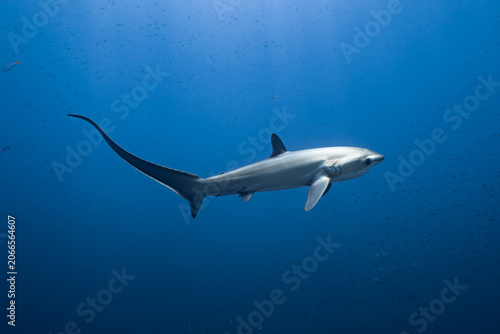 Fotografie Thresher shark swimming in blue ocean