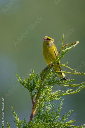 Quadro su tela Greenfinch male Chloris chloris bird singing