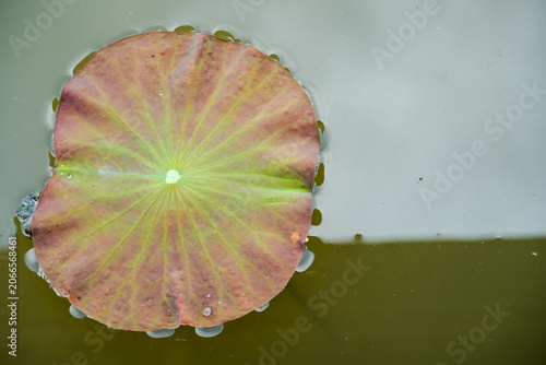 фотографія Close-up of a single lotus leaf floating on calm water surface