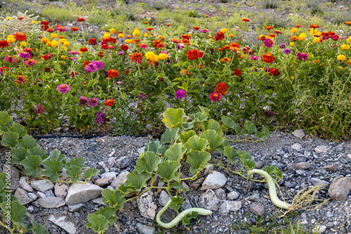 Foto Green gourd plant with long curved fruit growing on rocky ground near flowerbed
