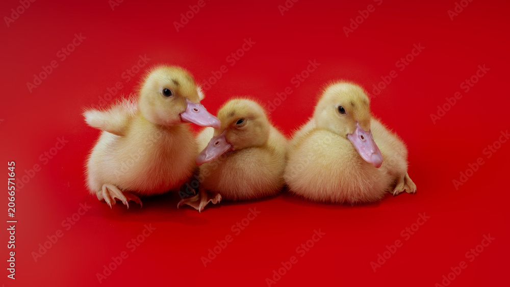 Fototapeta premium Adorable fluffy baby ducks interacting together isolated on bright red surface, friendship and togetherness concept with domestic poultry chicks