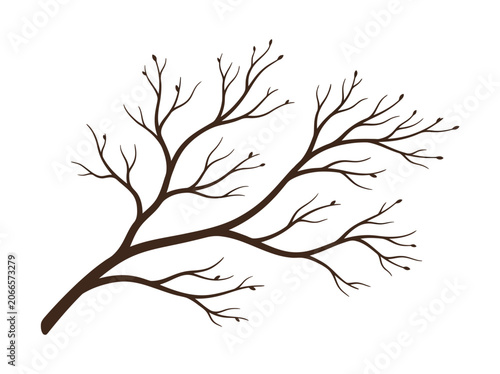 Foto A brown bare tree branch extends outwards with many small twigs on a white backg