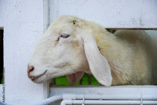 Fotografija Close-up profile of a fluffy white sheep's head in a pen