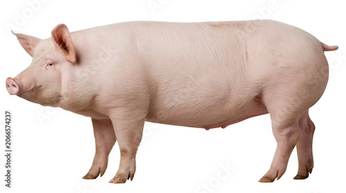 Pink pig standing profile view