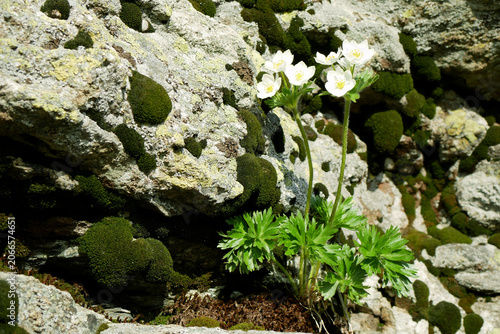 Anemonastrum narcissiflorum standing in rocks flowering white cluster color, Jeseniky Petrovy kameny charming the narcissus anemone narcissiflora flowered narcissus-flowered moist soils buttercup