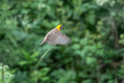 Εκτύπωση καμβά Baya Weaver in flight carrying nesting material against a lush green background