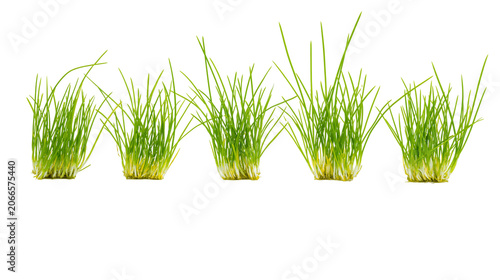 Fotografie Five clumps of green grass with yellow roots