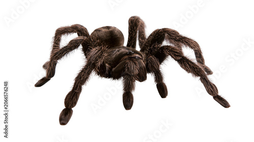 Obraz na płótnie Hairy brown tarantula spider with eight legs spread