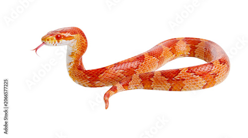 Εκτύπωση καμβά Orange and yellow corn snake with red eyes and forked tongue