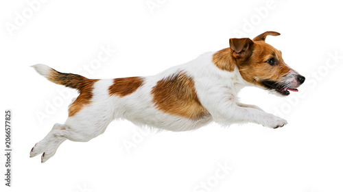 Schilderij op canvas Jack Russell Terrier dog running with tongue out