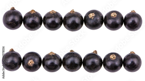Canvastavla Dark purple blackcurrants arranged in two rows