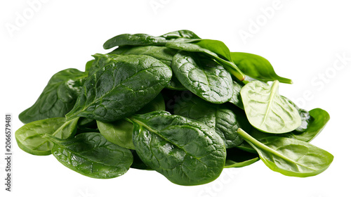 Quadro su tela Pile of fresh green spinach leaves with water droplets
