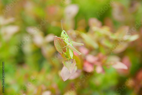 Bild auf Leinwand Euthystira brachyptera, small gold grasshopper the small harmless popular glitte