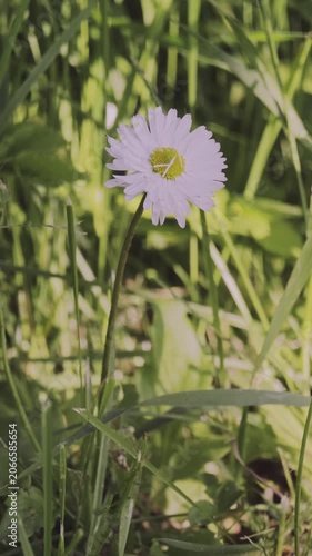 Close up of a delicate white daisy, with its slender stem and yellow center, gently moving in the breeze amidst a vibrant green field