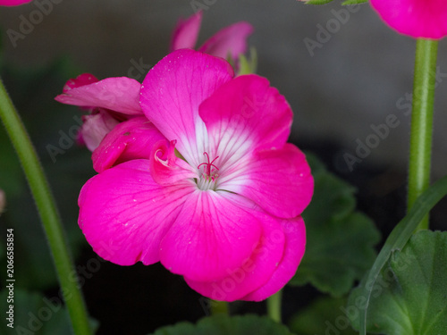 Bright Pink Pelargonium Flower with a White Center. Close-Up of a Vibrant Summer Garden Blossom