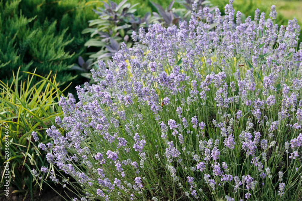 Obraz premium blooming lavender in the garden