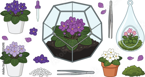 Bild auf Leinwand African Violet Plant Care Illustration Set with Potted Flowers, Glass Terrarium,