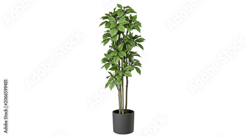 Tableau sur toile Tall green leafy plant in dark gray pot