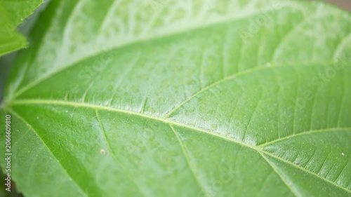 Detailed macro shot slowly pans across the vibrant green surface of a leaf, revealing its intricate vein structure and delicate texture.
