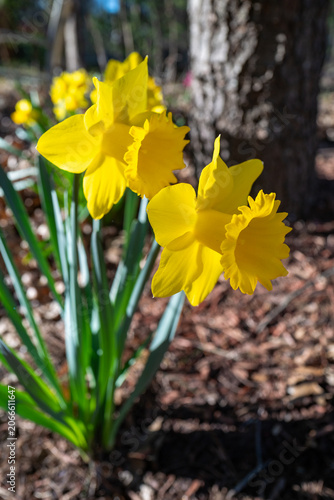 Princeton, USA. These vibrant yellow daffodils, scientifically known as Narcissus, are classic spring-blooming bulbs.