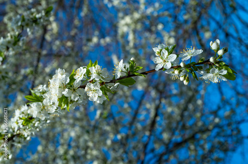 Princeton, USA. A white cherry blossoms in full bloom during the spring season.