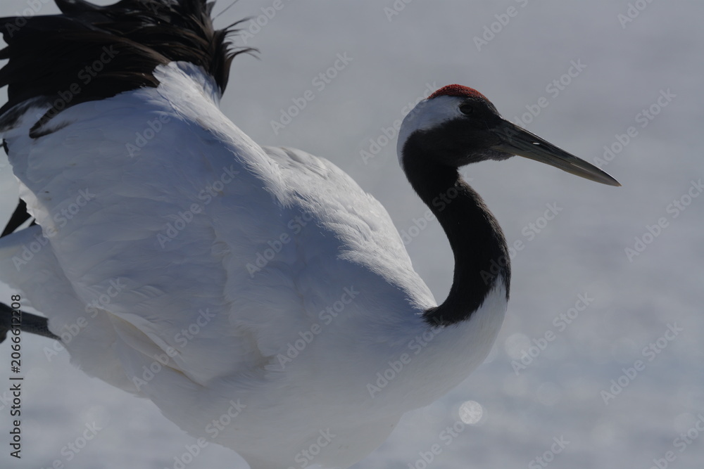 Fototapeta premium closeup of a red crowned crane