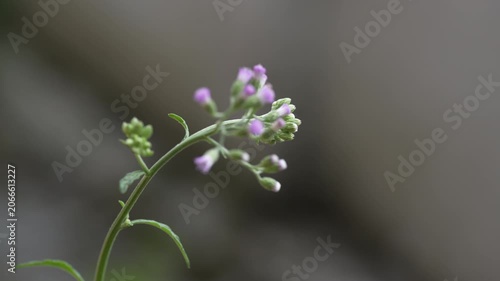 Close-up shot captures the delicate beauty of small purple wildflowers and green buds on a slender stem.