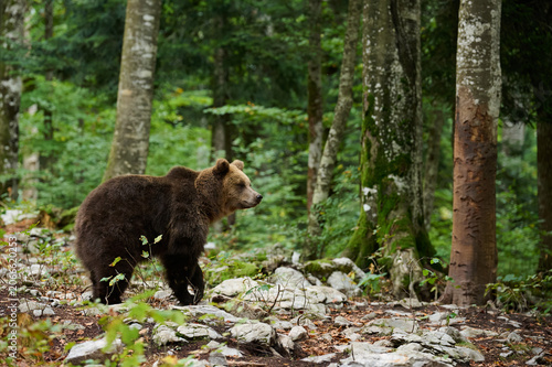 A Brown Bear Amidst European Wilderness
