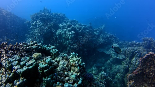 Deep tropical ocean and hard coral, reef with the small fish. Swimming around the coral reef, underwater video from scuba diving. Marine life in the sea, corals and reef fish. Wild marine life.