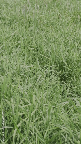 Close up view of tall, lush green grass blades moving in the wind. Natural outdoor background of a fresh, wild field in springtime