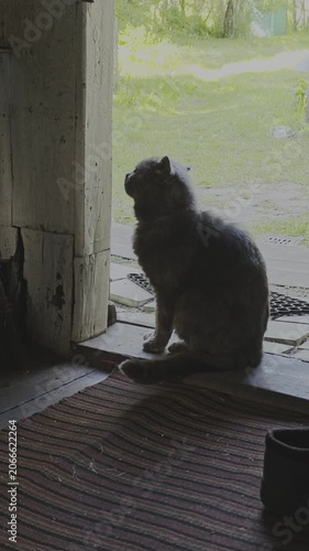 Cute gray domestic cat is sitting on the threshold of an old rustic house. The funny pet looks up curiously, meowing or yawning