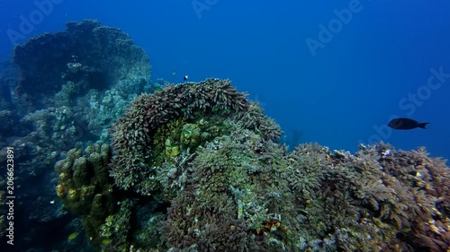 Beautiful healthy coral reef, vivid blue tropical ocean. Tropical wildlife, swimming fish. Scuba diving on the reef, underwater video. Marine life in the sea, reef fish and corals. 