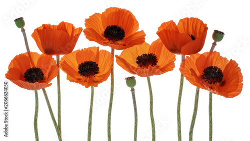 Bild auf Leinwand Isolated vivid red poppy flowers and green seed pods standing tall against a bri