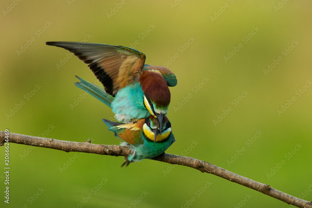 Obraz premium European Bee-eaters mating on a branch