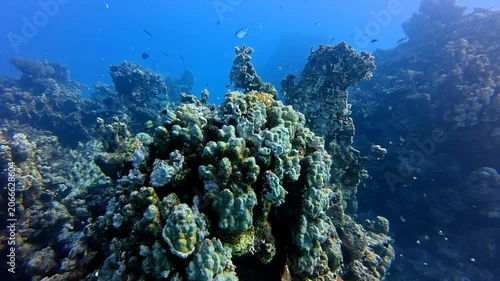 Vivid blue ocean and coral reef with the swimming fish. Tropical wildlife. Marine life in the sea, reef footage. Swimming around the tropical coral reef, underwater video from scuba diving.